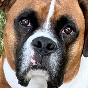 Fundraising Page: Dave Aude